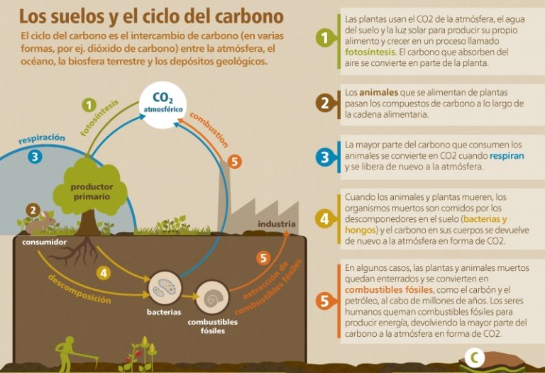 FAO Suelos Ciclo Carbono Soil Carbon cycle Enseñanza en la Ciencia